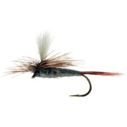 Adams Parachute